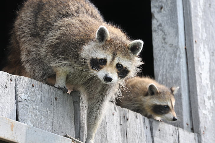 two brown raccoons on gray wooden planks
