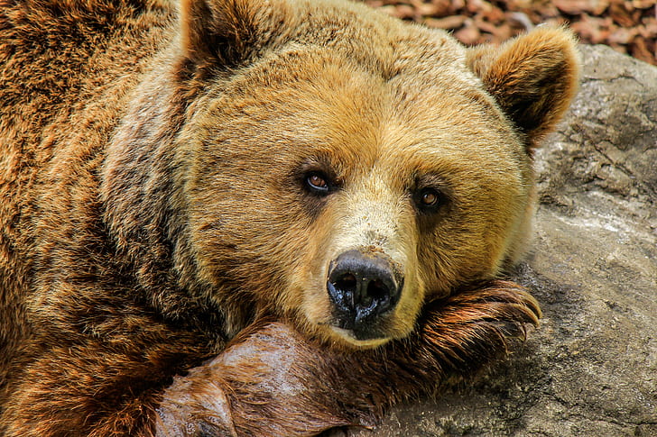 closeup photo brown grizzly bear at daytime