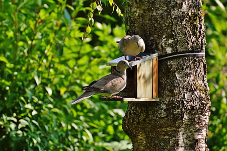 Brown and Beige Short Beak Claw Foot Bird on Bird House