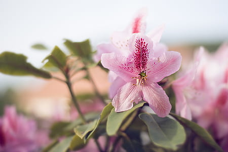 Close-up Photography of Pink Petaled Flowers