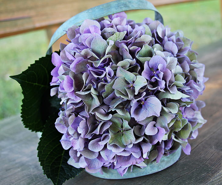 purple-and-green Hydrangea flowers bouquet close up photo