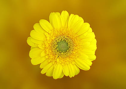 Yellow Daisy in Macro Shot