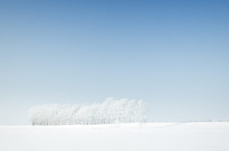 snow covered trees surrounded by snow