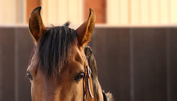 selective focus photography of brown horse