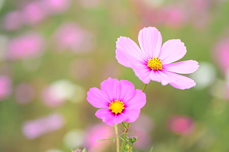 pink cosmos flowers in bloom at daytime