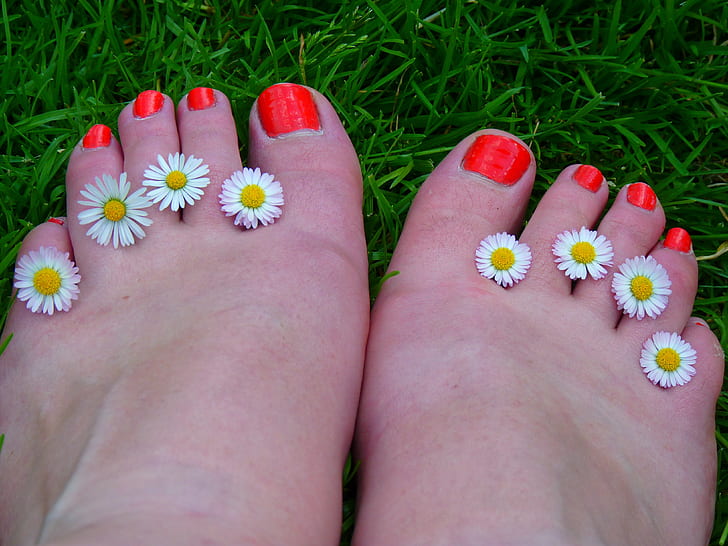 eight white chamomile flowers in between human toes with red pedicure