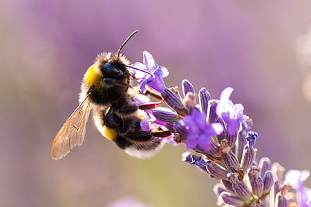 close-up photography of bumble bee on purple petaled flower
