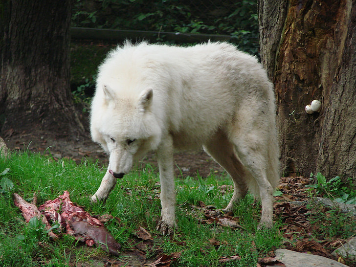 white wolf near brown tree during daytime