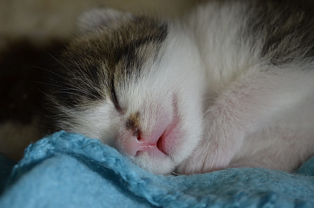 sleeping kitten on blue textile