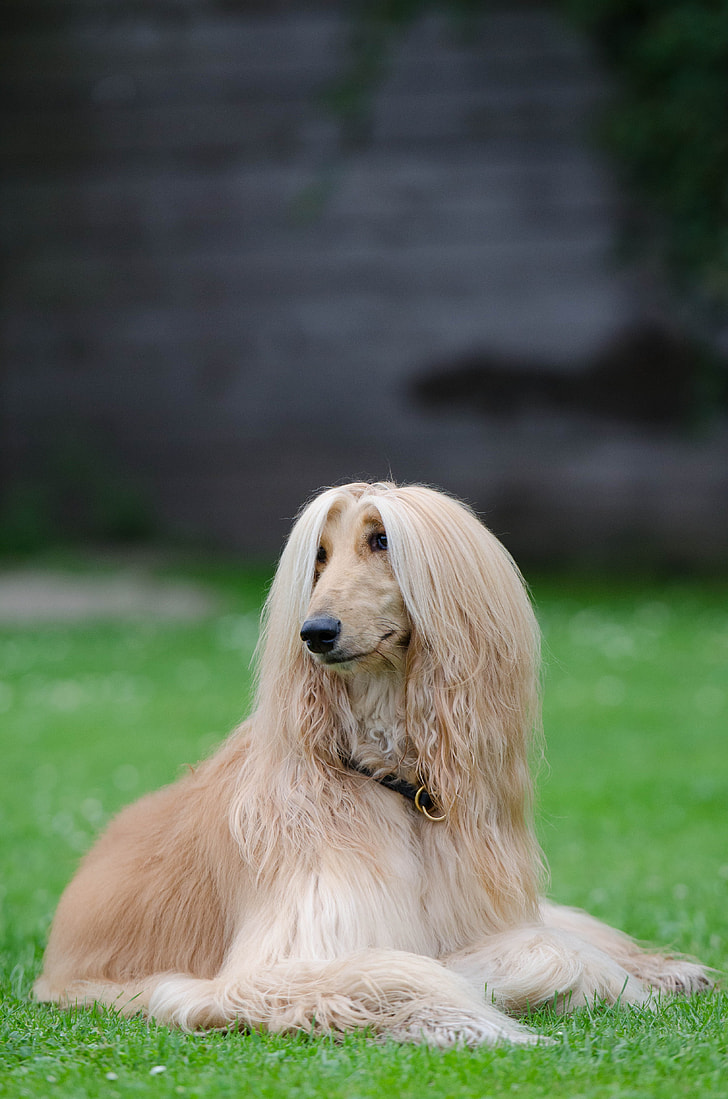 adult fawn and tan Afghan hound