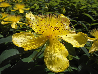 photo of yellow petaled flower