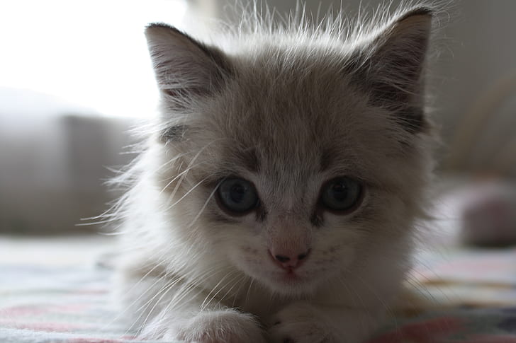 closeup photo of long-fur gray kitten