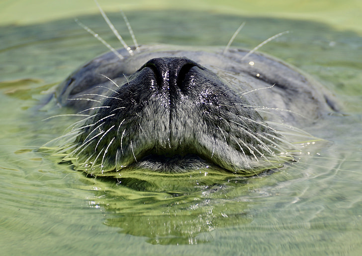 closeup photography of gray seal