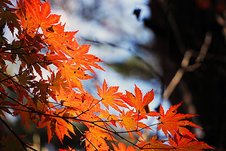 orange leafed tree during daytime