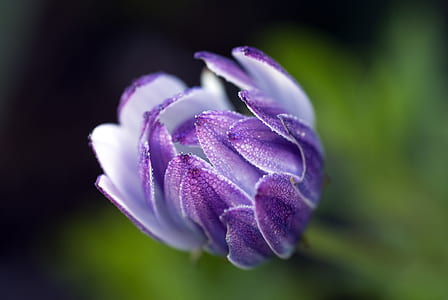 selective photography of purple and white tulip bud