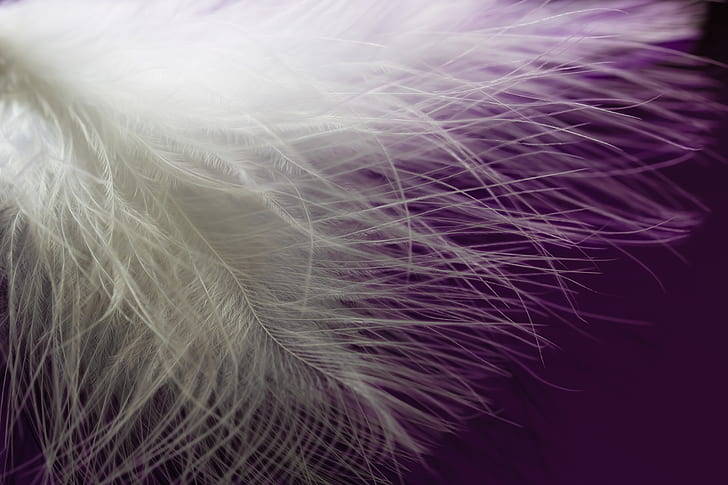shallow photography of feather