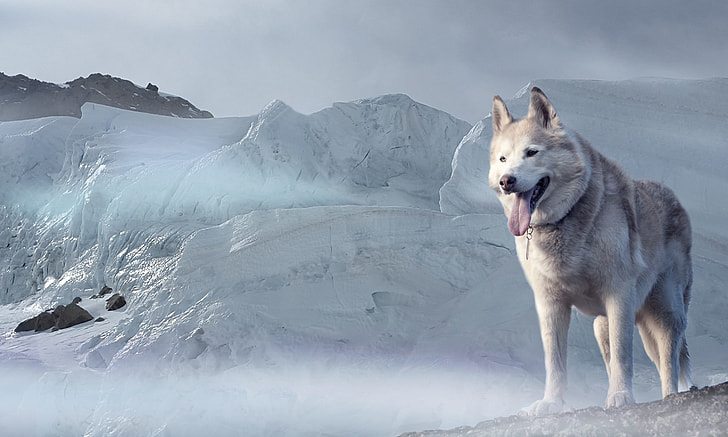wolf on glacier mountain