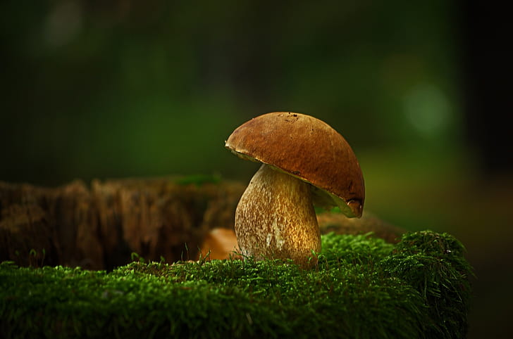 focus photo of brown mushroom