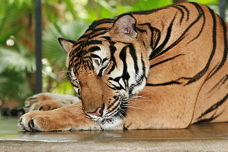 Bengal Tiger closing eyes
