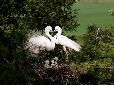 two white long-beak birds near chicks