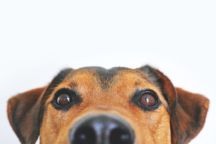 Closeup of dog