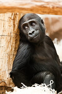 black monkey sitting near log