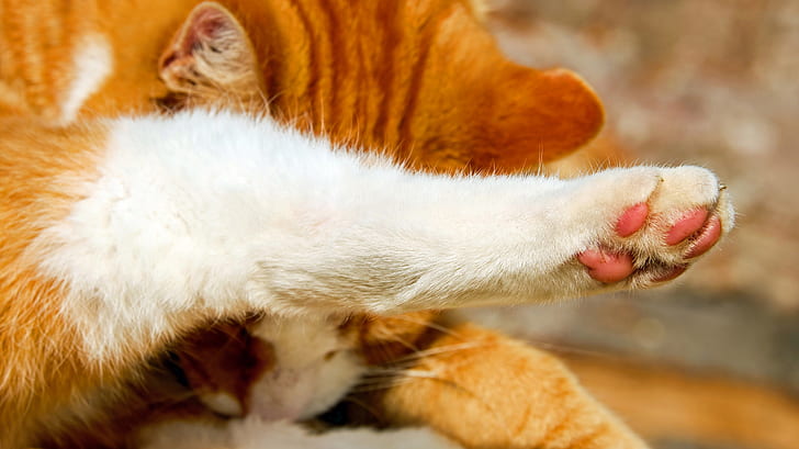 orange cat paw