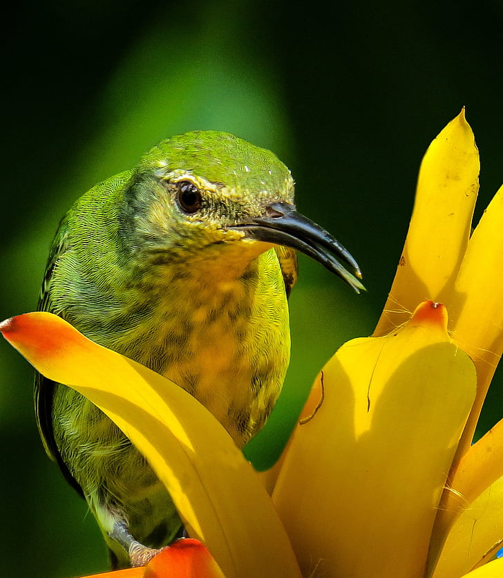 green and black bird on yellow flower