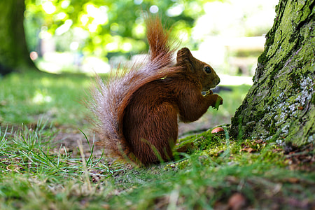 Closeup shot of a squirrel in the grass