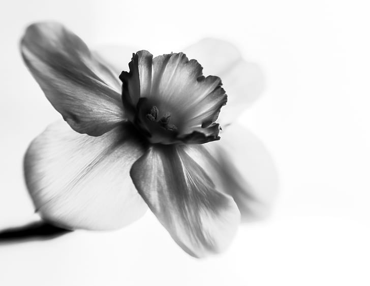 grayscale focus photography of 3-petaled flower