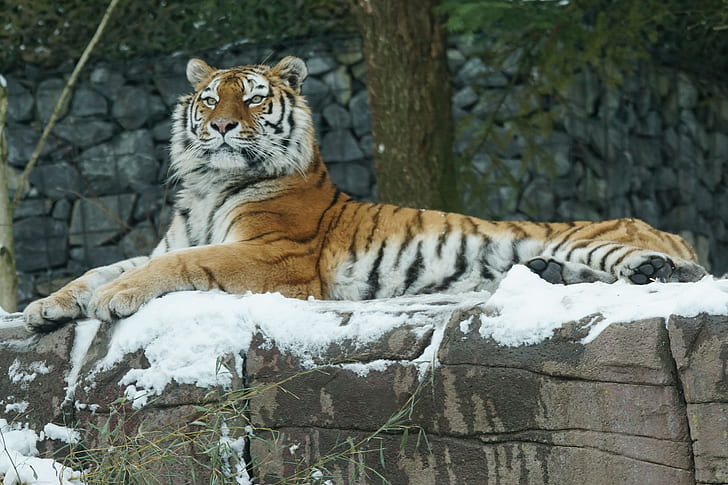 tiger lying on rock coated with snow