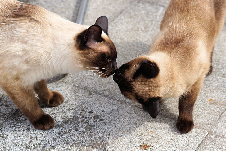 two Siamese cats smelling each other