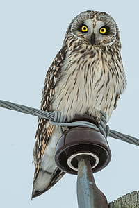 low angle photo of gray and brown owl