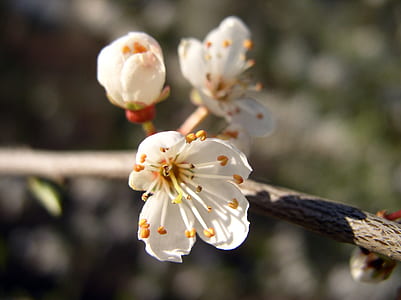 white cherry blossoms in closeup photography