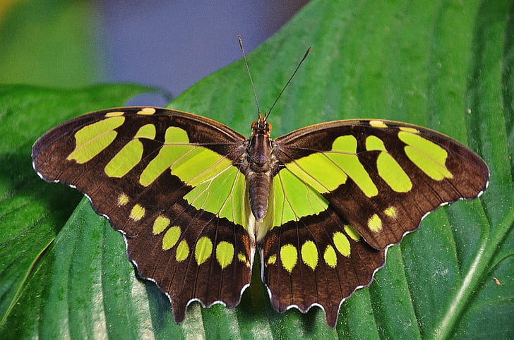 green and brown butterfly