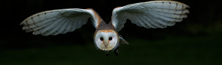 barn owl photo