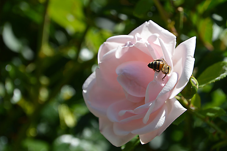 honeybee perched on pink rose flower in closeup photography
