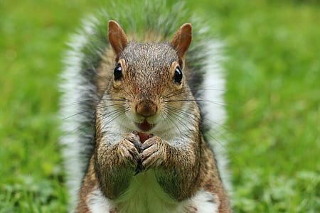 closeup photography of squirrel