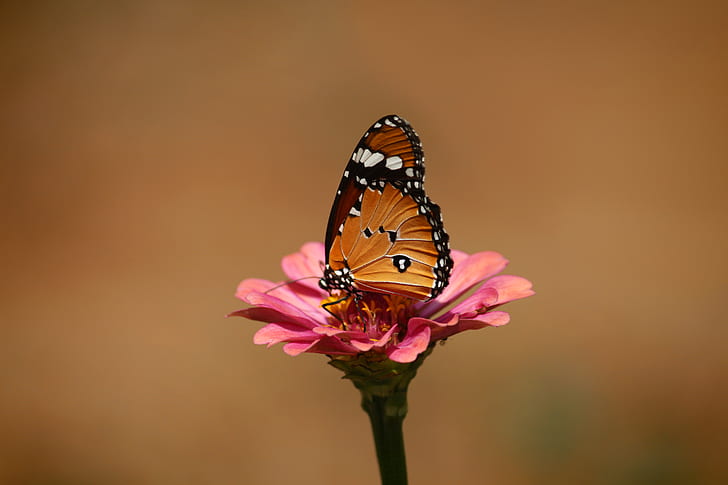 tilt shift lens photography of brown and black tiger striped butterfly on pink flower