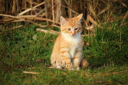 orange cat on grass