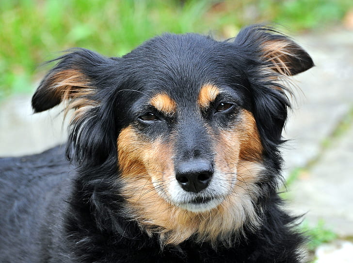 closeup photography of long-coated black and tan dog