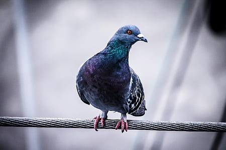 shallow focus photography of blue and gray pigeon on cable wire