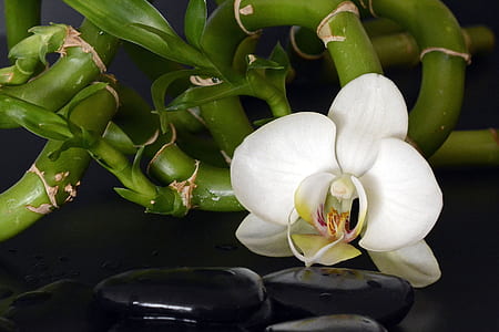 closeup photography of white moth orchid flower near black zen stone