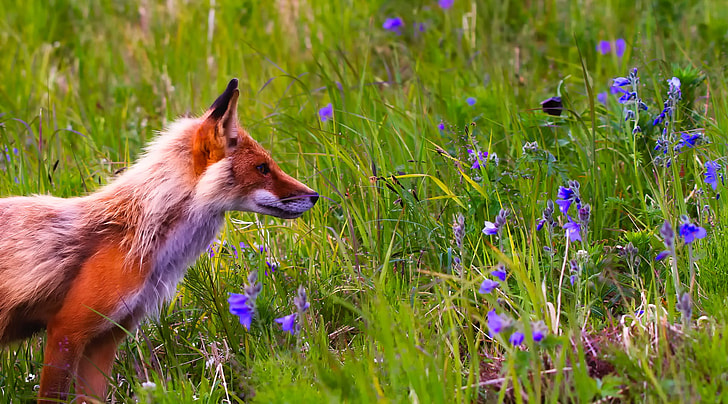 red fox near purple flowers