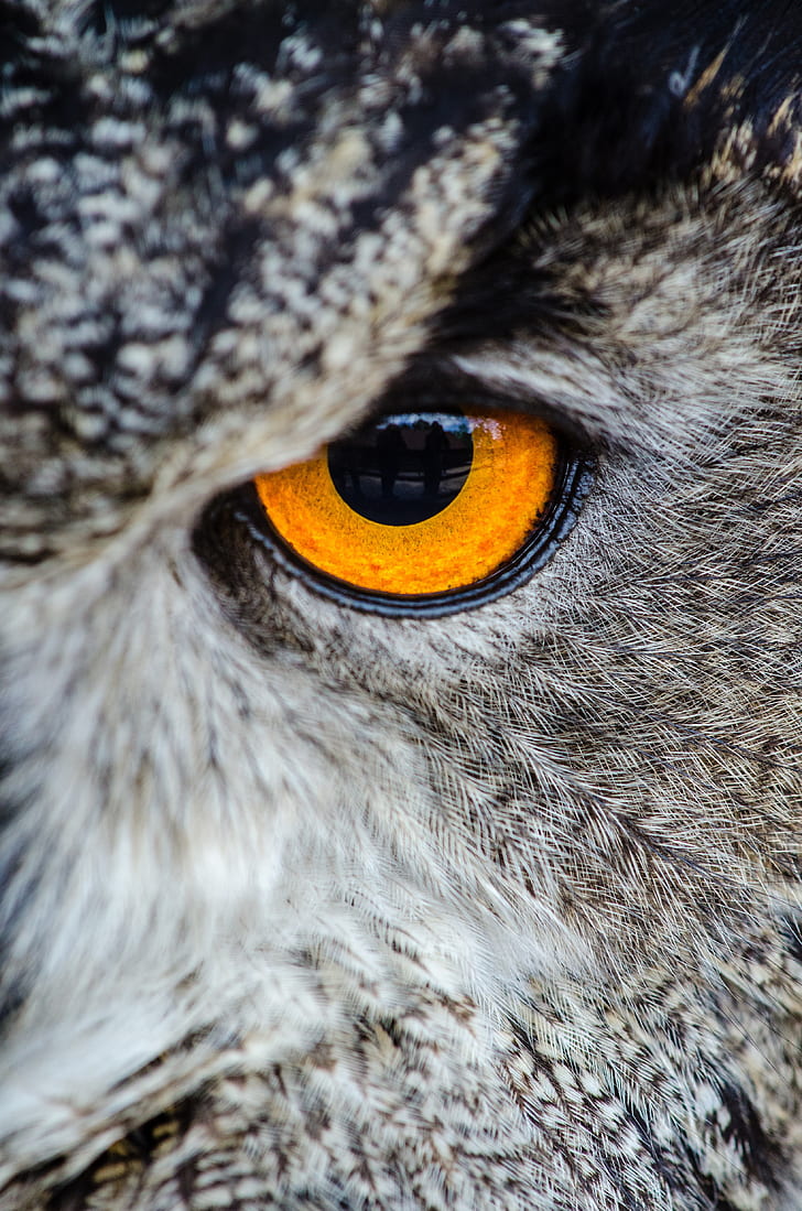 owl eye photogrpahy