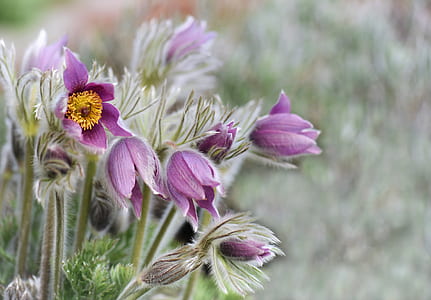 selective focus photography of purple pulsatilla flower