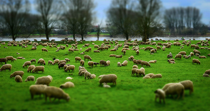 brown sheep on green grass field