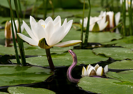purple water snake near in white flower