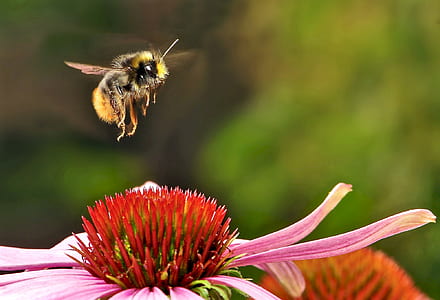 yellow and black bumble bee flying on pink and red flower during daytime