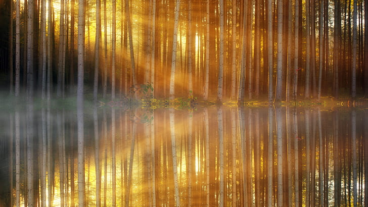 sunlight passed through birch trees beside the river